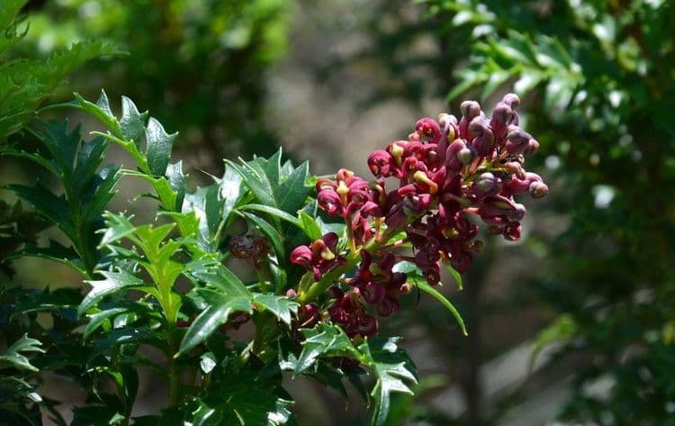 लोमाशिया टास्मानिका: तब्बल ४३,६०० वर्षे जुनी वनस्पती? कुठे आढळते हे झाड, वैशिष्ट्ये काय आहेत?