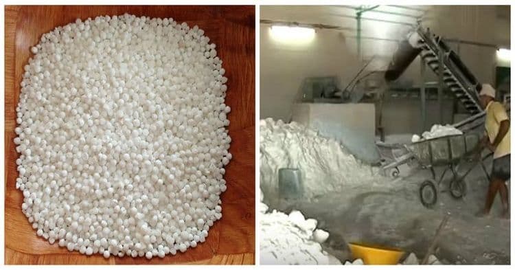 उपवासाला साबुदाणा खात असाल तर हे वाचा : साबुदाणा बनवण्याची घाणेरडी पध्दत