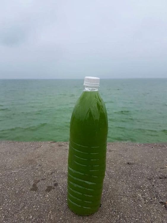 जायकवाडी धरणातलं पाणी अचानक झालंय हिरवं..