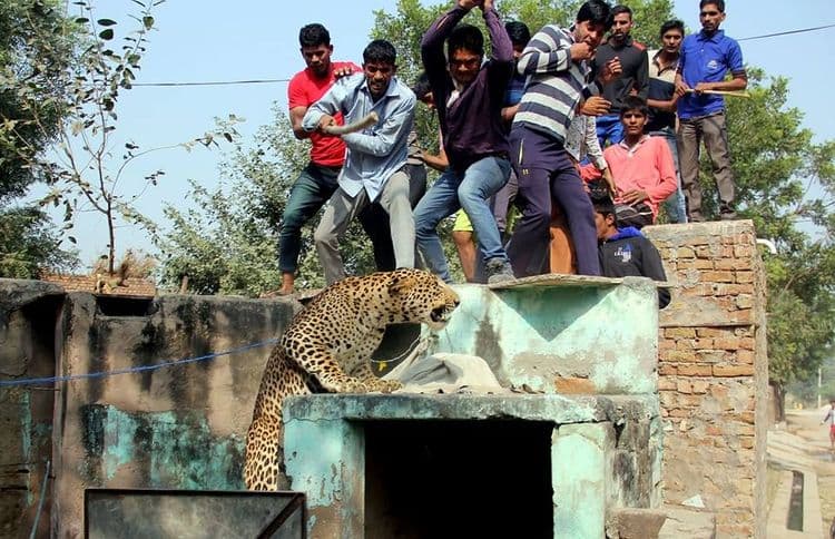 एक बिबट्या 1500 माणसं, हिंस्त्र कोण? माणूस कि बिबट्या?