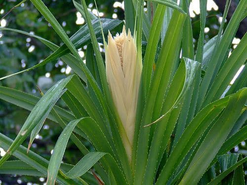 २०. केतकी - केवड्याची पानं (Pandanus odorotissimus)