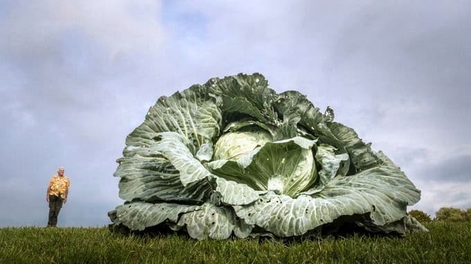 जाणून घ्या या महाकाय कोबीच्या मागची कहाणी