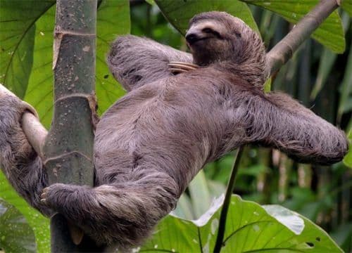 २. स्लॉथ