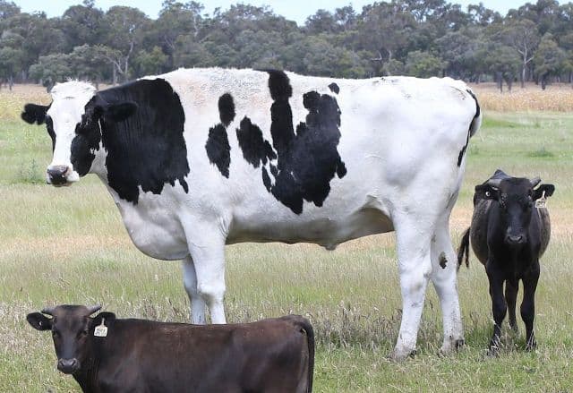 या गाईचा आकार साधारण गाईपेक्षा डब्बल का आहे भाऊ ? जाणून घ्या विज्ञान काय म्हणतंय !!
