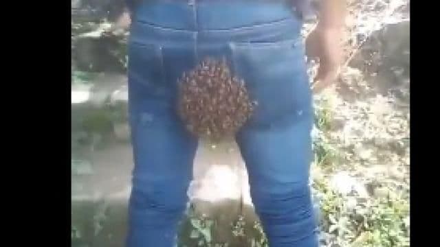 या माणसाच्या पॅन्टवर चक्क मधमाशांचं पोळ तयार झालंय....व्हिडीओ पाह्यला का ?