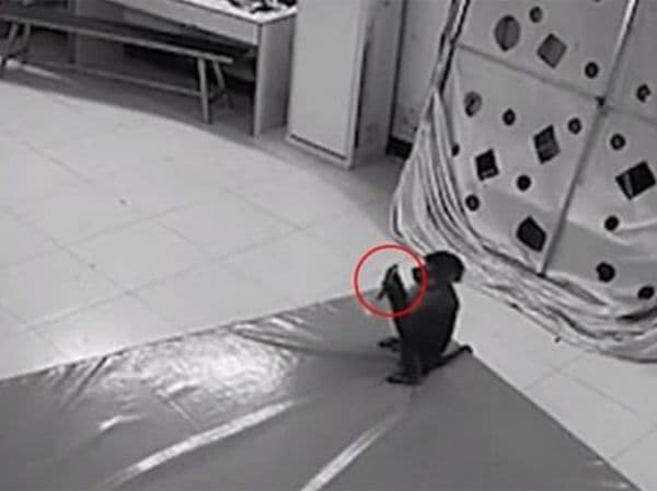 माकडाने मोबाईल चोरून चक्क ऑनलाईन शॉपिंग केली आहे भाऊ...काय मागवलंय पाहा !!