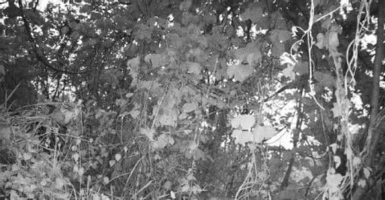 मिझोरमच्या अभयारण्यात तब्बल ७ वर्षांनी पहिल्यांदा वाघ दिसलाय....या फोटोतला वाघ शोधून दाखवा!!