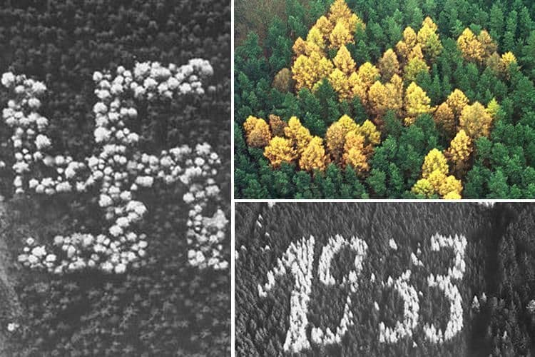 १०० देवदारांपासून जंगलात बनवलेले स्वस्तिक!! कुणी, केव्हा आणि का बनवले असावे? जर्मन सरकारने ते नष्ट का केले असेल?