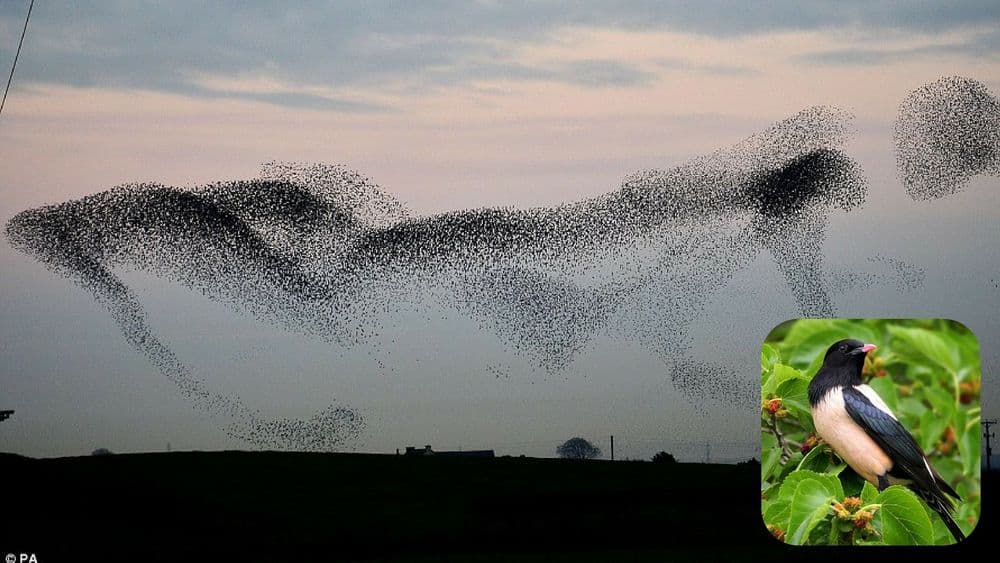 युरोप आणि बारामतीचं नातं माहित आहे का ?