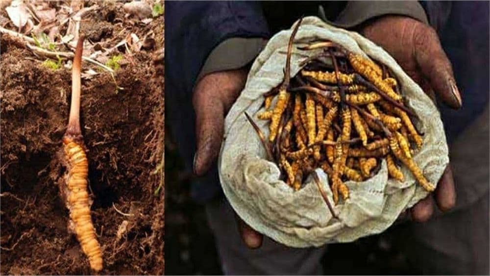 हिमालयात सापडणाऱ्या या किड्याची किंमत चक्क काही लाखांत का आहे?