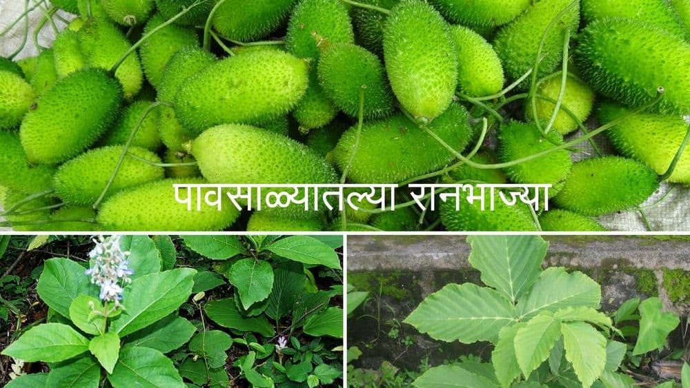 पावसाळ्यात या ६ रानभाज्या खाल्ल्याच पाहिजेत!! तुम्हांला यातल्या किती भाज्या माहीत आहेत?