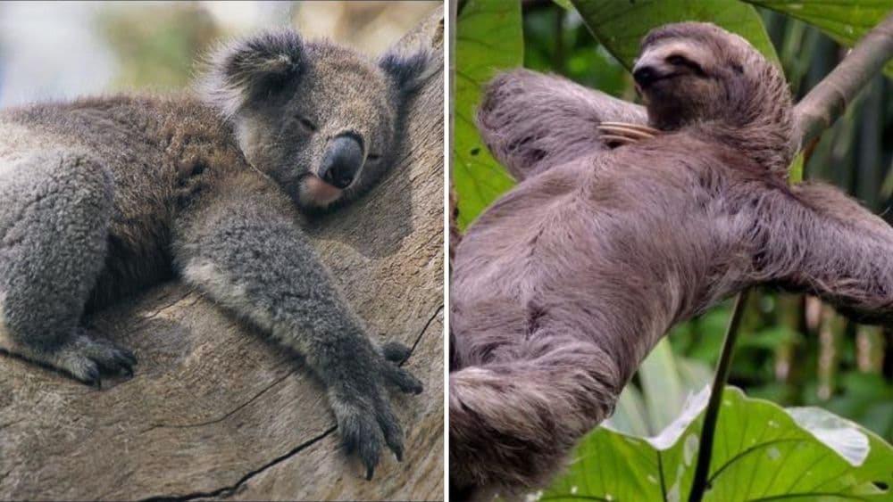 हे १० प्राणी फक्त झोपण्यासाठीच जन्माला आले आहेत...माणूस कितव्या नंबरवर आहे बघा !!