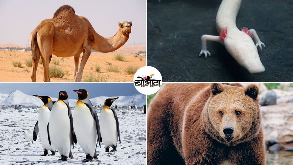 हे १३ प्राणी अन्नाशिवाय कित्येक महिने आणि वर्षे जगू शकतात??