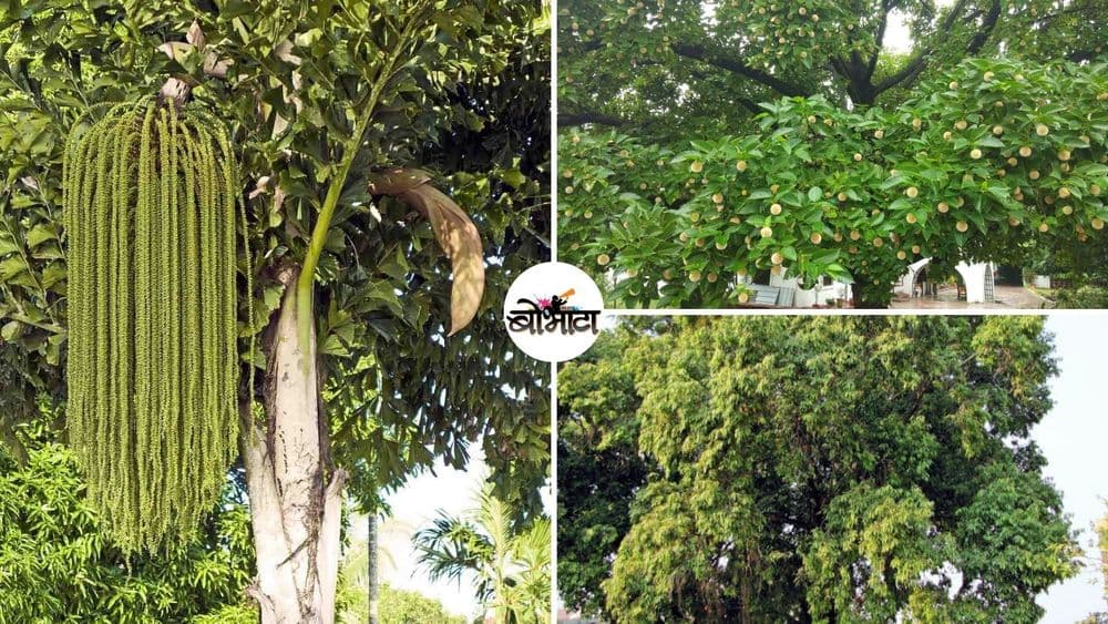 बोभाटाची बाग - भाग १८ : “देशी वृक्ष जागृती अभियान”...परिचित आणि अपरिचित भारतीय वृक्षांची ओळख करून घेऊ या !!