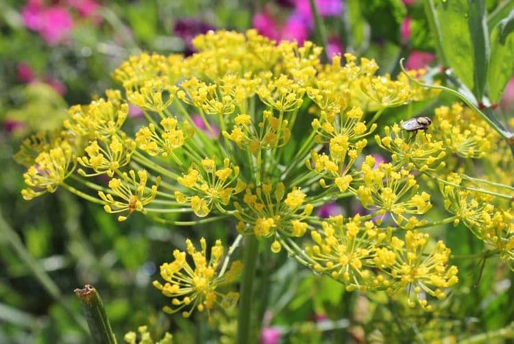 ७. बडीशेप