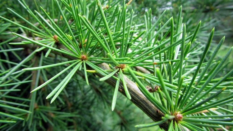 १६. देवदारु - देवदारुची पानं (Cedrus deodara)