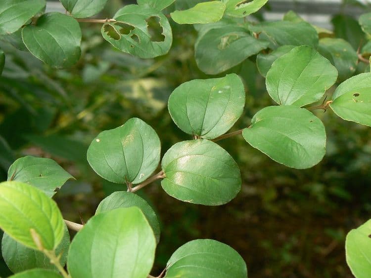 ५. बदरी - बोरीची पानं (Ziziphus mauritiana)