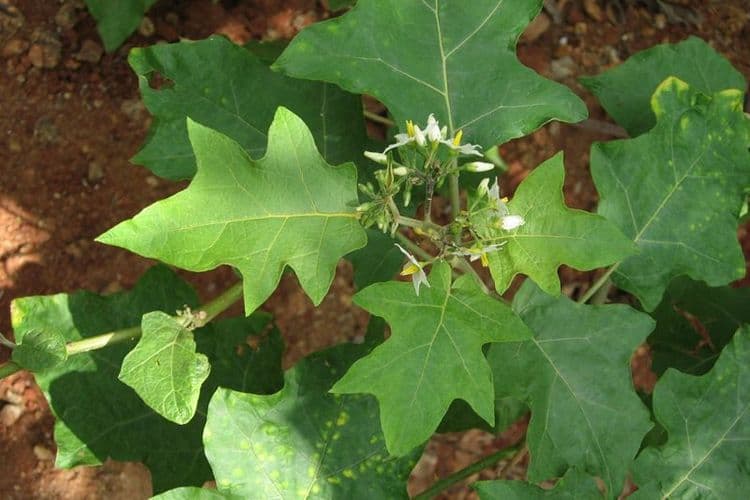 १०. बृहती - डोरलीची पानं (Solanum indicum)
