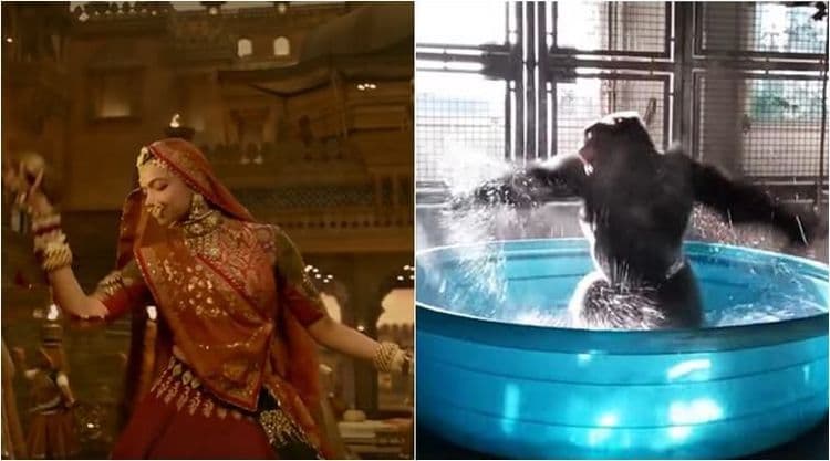 हा गोरिल्ला करतोय घुमर डान्स...दीपिका पेक्षा याचीच चर्चा जास्त आहे राव !!