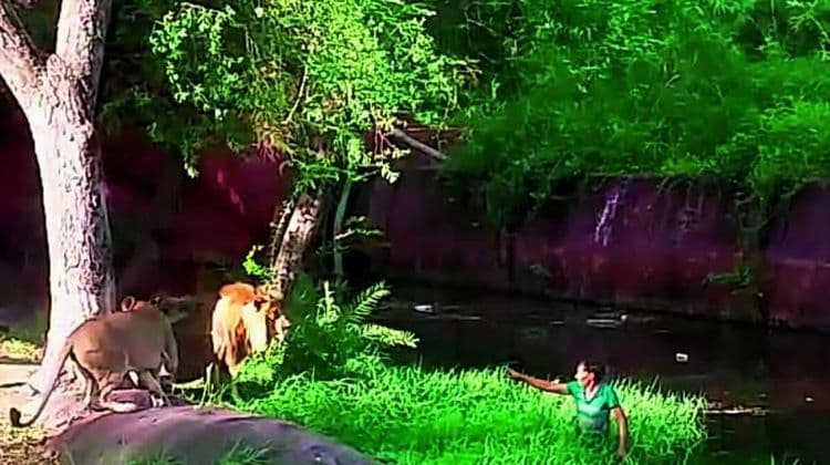 हैदराबाद मधला हा दारुडा गेला सिहांशी शेक हँड करायला