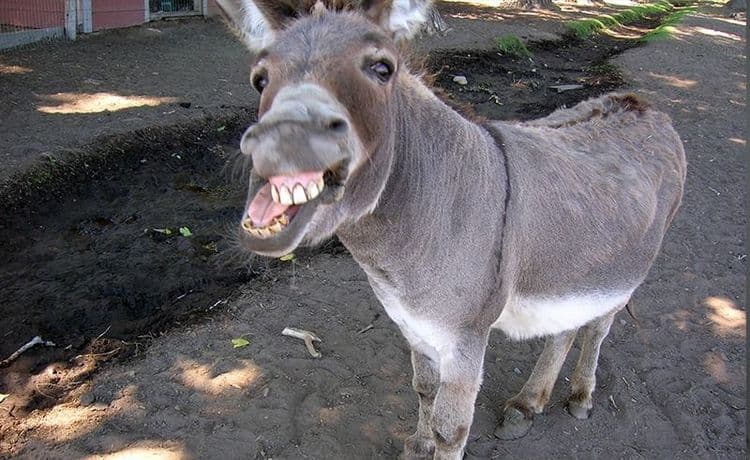 गाढवाला शांत करण्यासाठी गावकऱ्यांनी लढवली नामी शक्कल !!