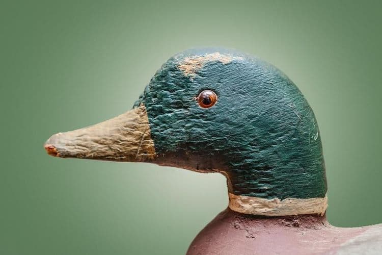 ८. बनावट बदक