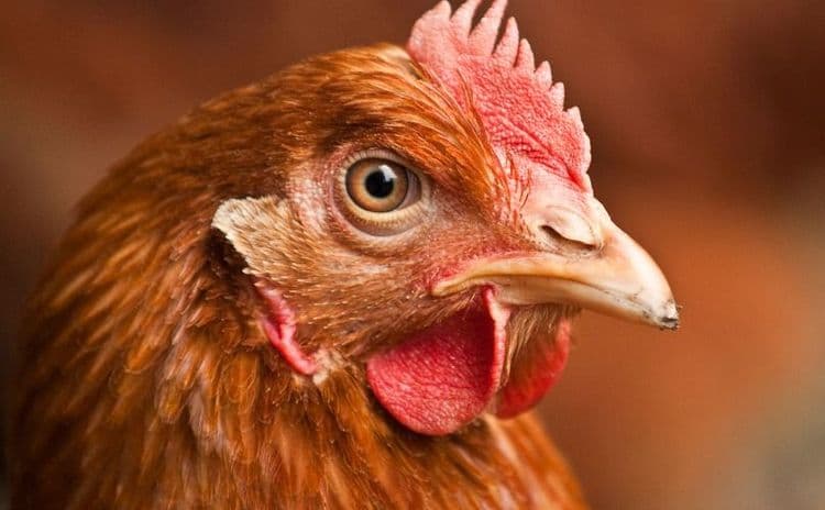 आता महत्वाचा प्रश्न – “मुंडी छाटलेली असताना कोंबडा जिवंत कसा राहिला ?”