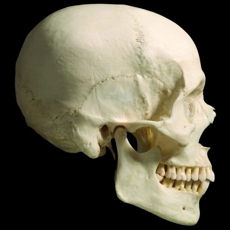 १०. कवटी