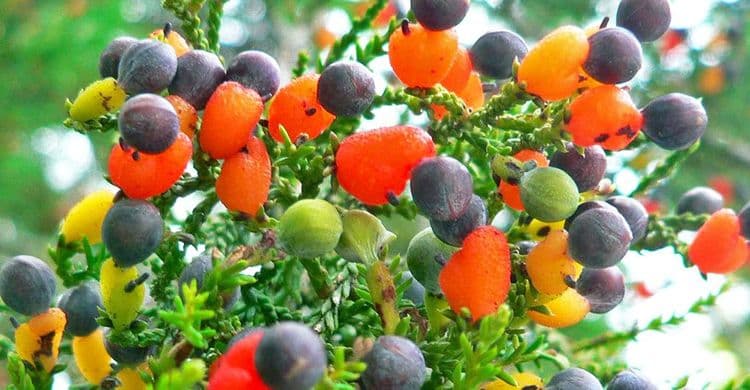 एकाच झाडावर येतात ४० वेगवेगळी फळे ? कोणी केलीय ही कमाल ??
