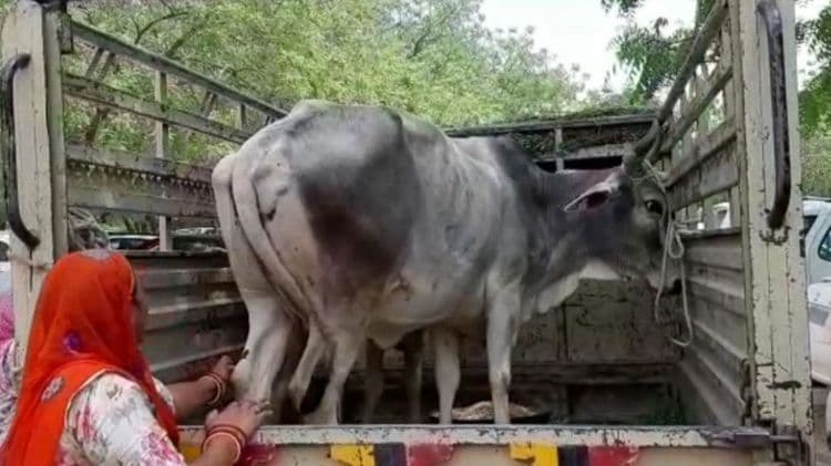 गायीच्या मालकीवरून दोघांमध्ये जुंपली...कोर्टाने चक्क गायच कोर्टात बोलावली ?