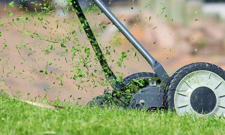 गवत कापल्यावर येणाऱ्या सुगंधामागे आहे हे महत्वाचं कारण !!