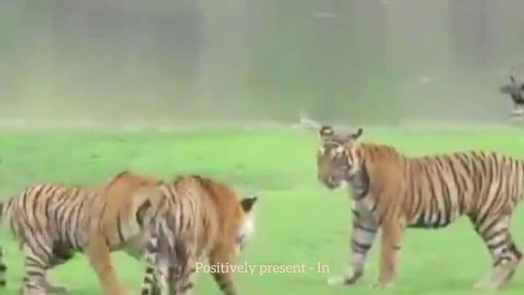 व्हिडीओ ऑफ दि डे : वाघिणीचा हा दुर्मिळ व्हिडीऑ तुम्ही नक्कीच पाहिला नसेल !!