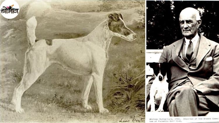 सलग तीन वर्षे किताब मिळवणारी ही खरोखरी सर्वोत्कृष्ट श्वान होती?