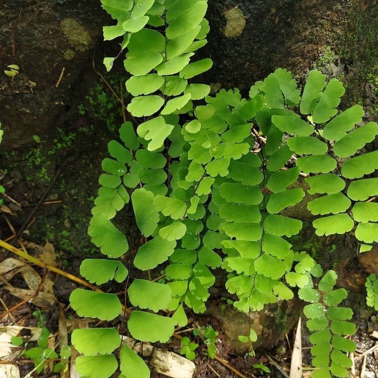 हा नेचा असा दिसतो: