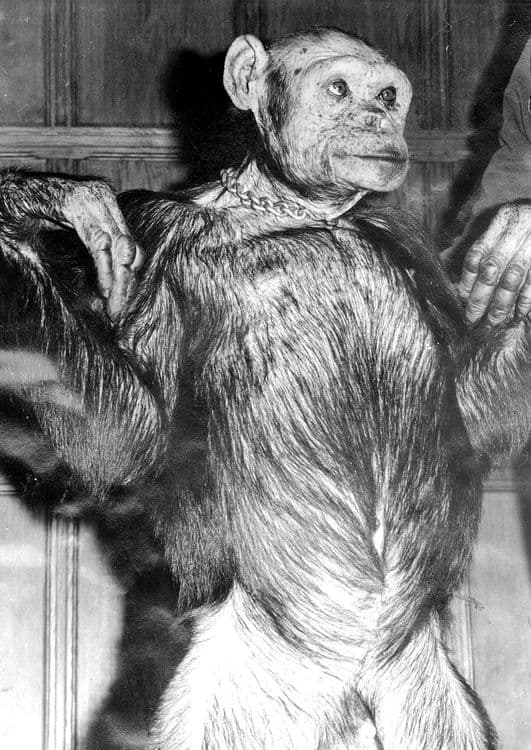 ऑलिव्हरची वादग्रस्त जपान ट्रीप :