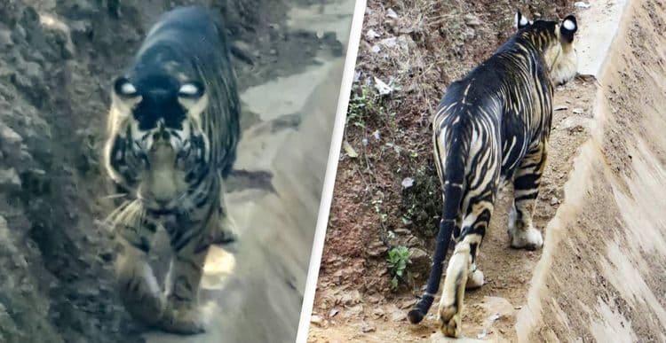 ओडीसात दुर्मिळ काळा वाघ आढळलाय... या काळ्या रंगाचं रहस्य जाणून घ्या!!