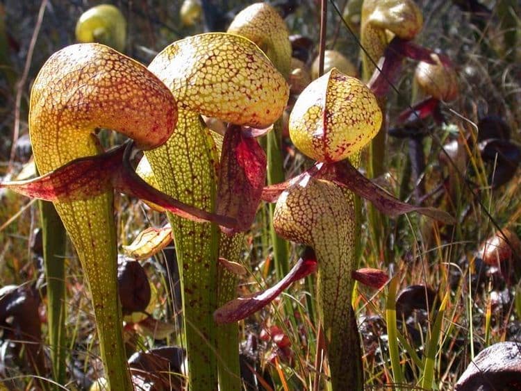 कोब्रा लिली / डार्लिंगटोनिया कैलीफोर्निका (Darlingtonia californica)