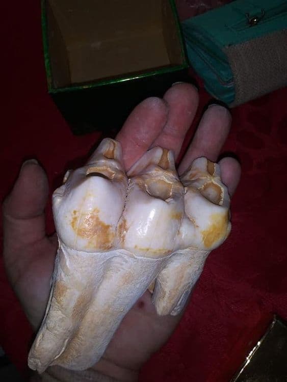 १. या व्यक्तीला घराच्या मागच्या बाजूस चक्क १०,००० वर्षे जुन्या प्राण्याचे दात सापडले होते. हा प्राणी हत्ती सारखा दिसायचा. आता तो लुप्त झाला आहे.