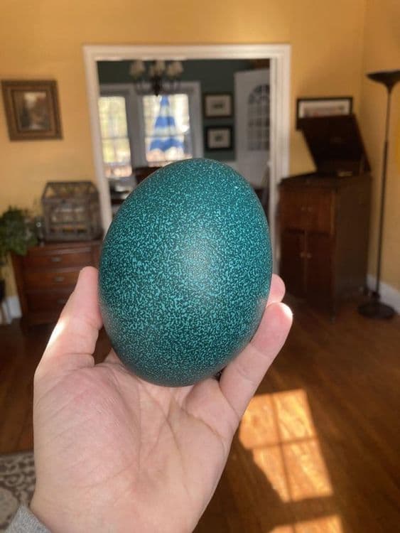 ९. हे अंडं रंगवलेलं वाटेल पण या अंड्याचा रंग पूर्णपणे नैसर्गिक आहे. एमू पक्षाची अंडी साधारपणे अशाच निळसर रंगात असतात.