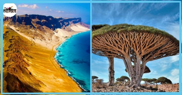 ब्लडिंग, डेझर्ट रोझ सारखी विचित्र झाडे, विचित्र भौगोलिक स्थान आणि दोन देशांचा विजा लागणारं सोक्रोटा बेट कुठे आहे माहित आहे?