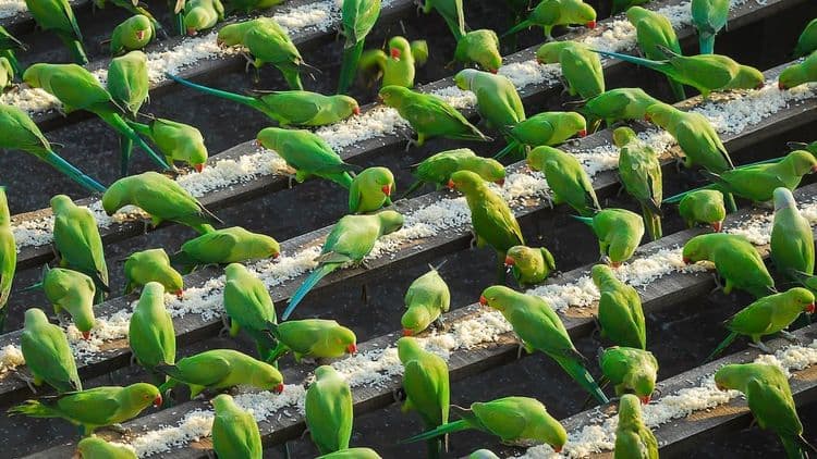 हा पक्षीमित्र रोज ४००० पोपटांना जेऊ घालतो