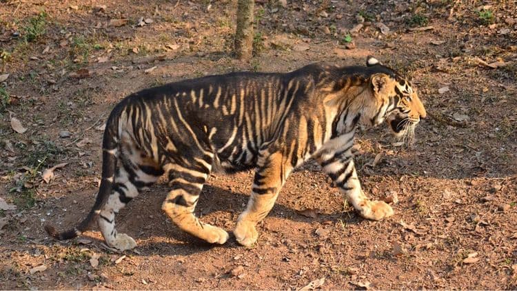 ओदिशामधले काही वाघ काळे का आहेत? संशोधनाने उलगडलेलं याचे रहस्य तर वाचा...