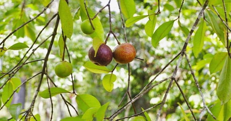 २. मूड सुधारणारा मित्र
