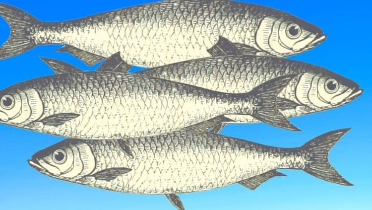 मासे(fatty fish)