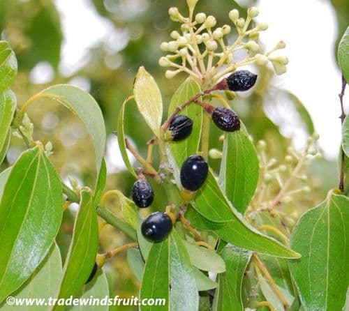 ५. दालचिनी