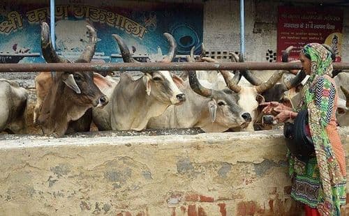 आता प्राण्यांना पण 'माणसाचा दर्जा' मिळणार ?? काय सांगतोय नवीन कायदा ??