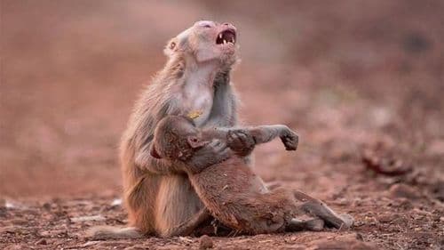 या जंगलात १५ माकडं मृत आढळली... आपलीही परिस्थिती हीच होणार नाही ना ??
