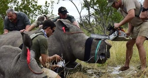वन्यप्राणी संरक्षक स्वतःहून गेंड्यांचे शिंग का कापत आहेत ?