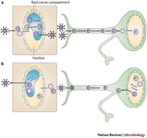 व्हायरल लेटन्सी म्हणजे काय?