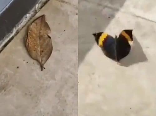 हे झाडाचं पान आहे की फुलपाखरू? या व्हायरल व्हिडीओमध्ये काय दिसत आहे?
